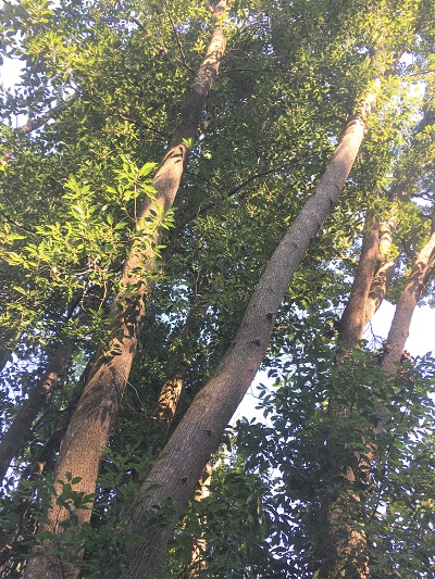 Group of camphor trees, 25-30 meters in height
