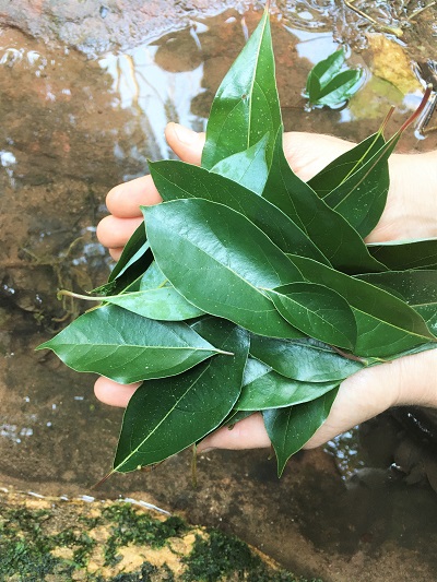 Camphor leave in cupped hands, camphor medicinal uses