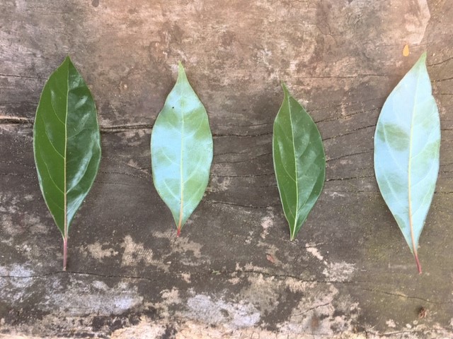 froglossy, green front view of camphor leaves & back view of camphor leaves, turquoise in colour with veins