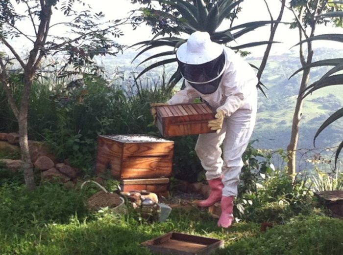 beekeeper in bee suit and pink gumboots moving a bee super chamber onto the grass