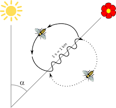 diagram indicating two dance styles the honey bee preform to communicate to other bees. The first waggle waggle dance and the second the figure of 8